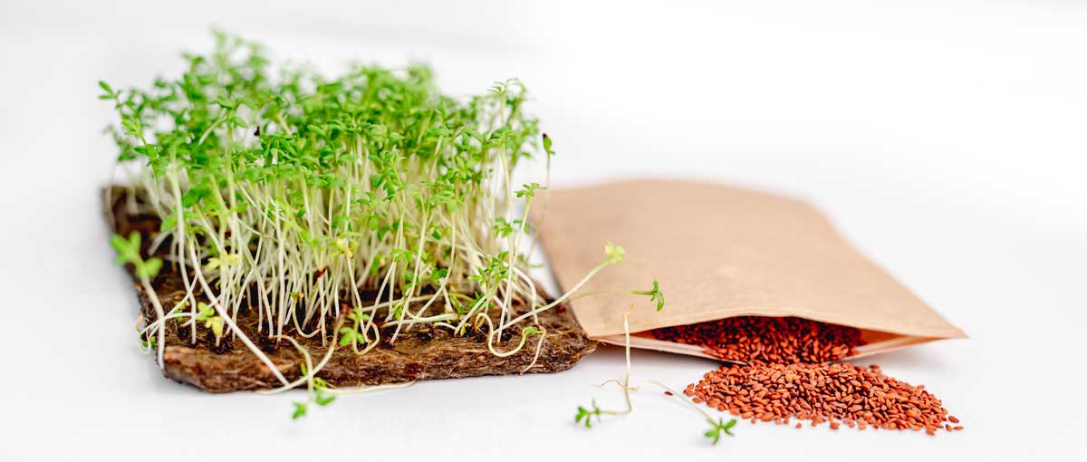 Common Q A S Grow Microgreens Like A Pro Explained