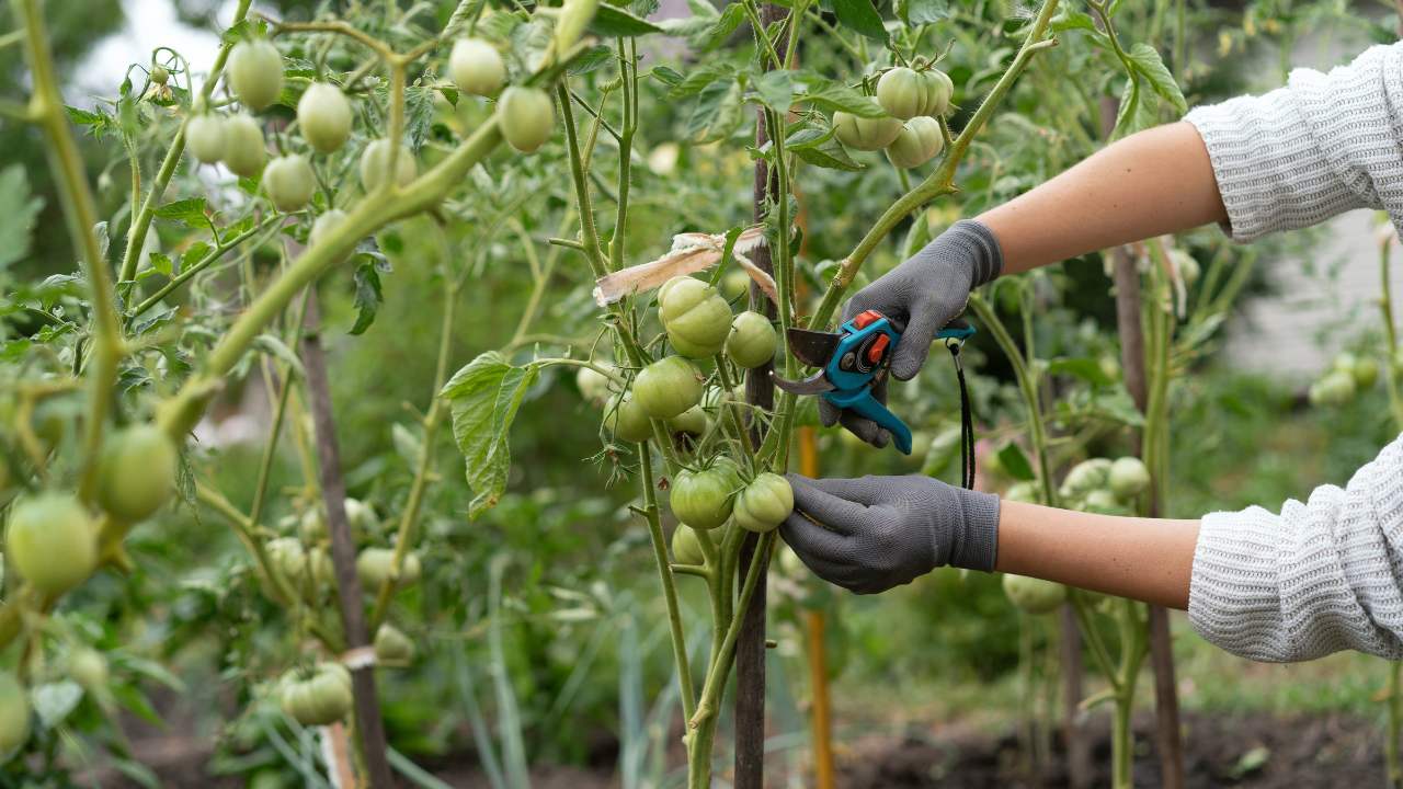 Super Simple Tomato Pruning Tips Skyrocket Your Harvest