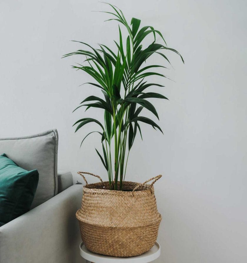 kentia palms in low light room indoors