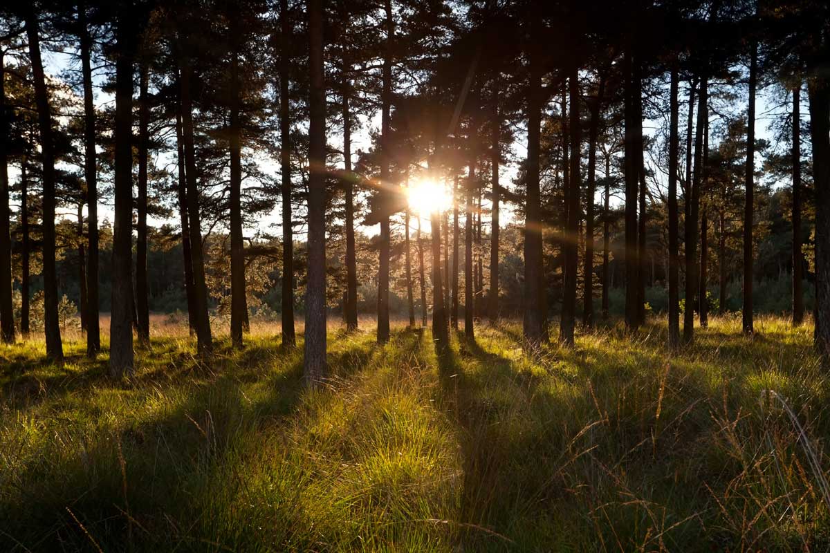 sunlight through pine trees