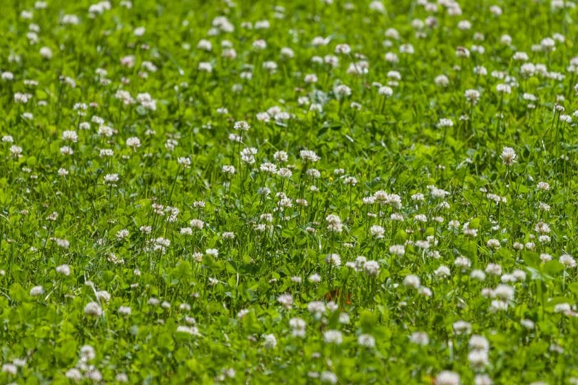clover added to lawn grass