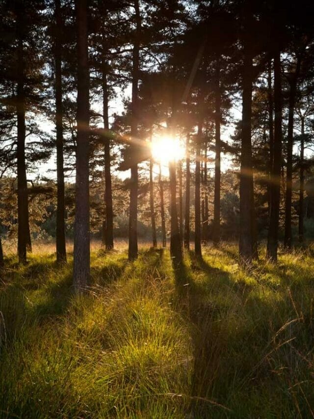 Do Pine Trees Attract Mosquitoes? [Solved]