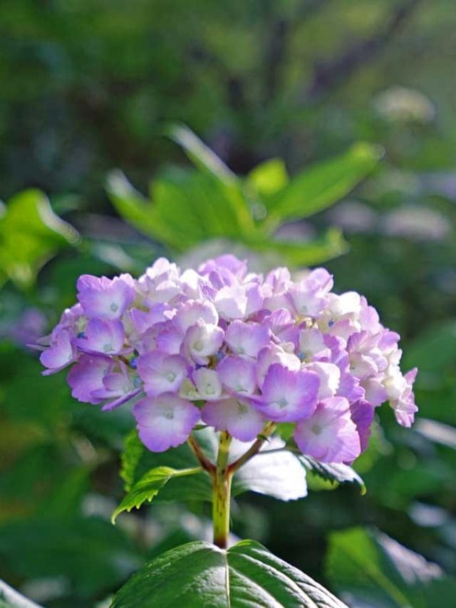 How to Fertilize Hydrangeas for the Best Blooms