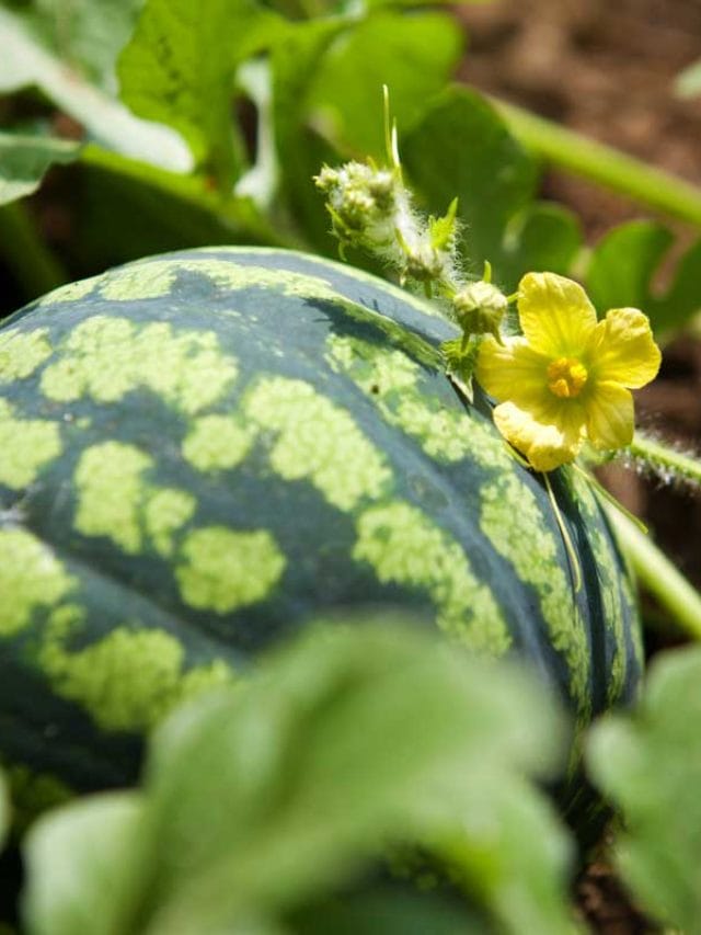 How To Grow Watermelons Guide With Detailed Instructions