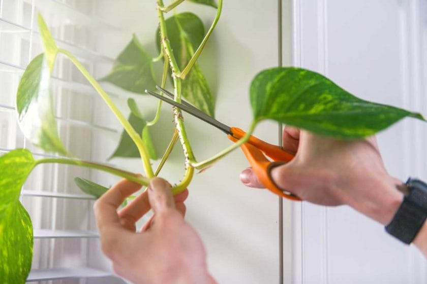 trimming a pothos plant with scissors 