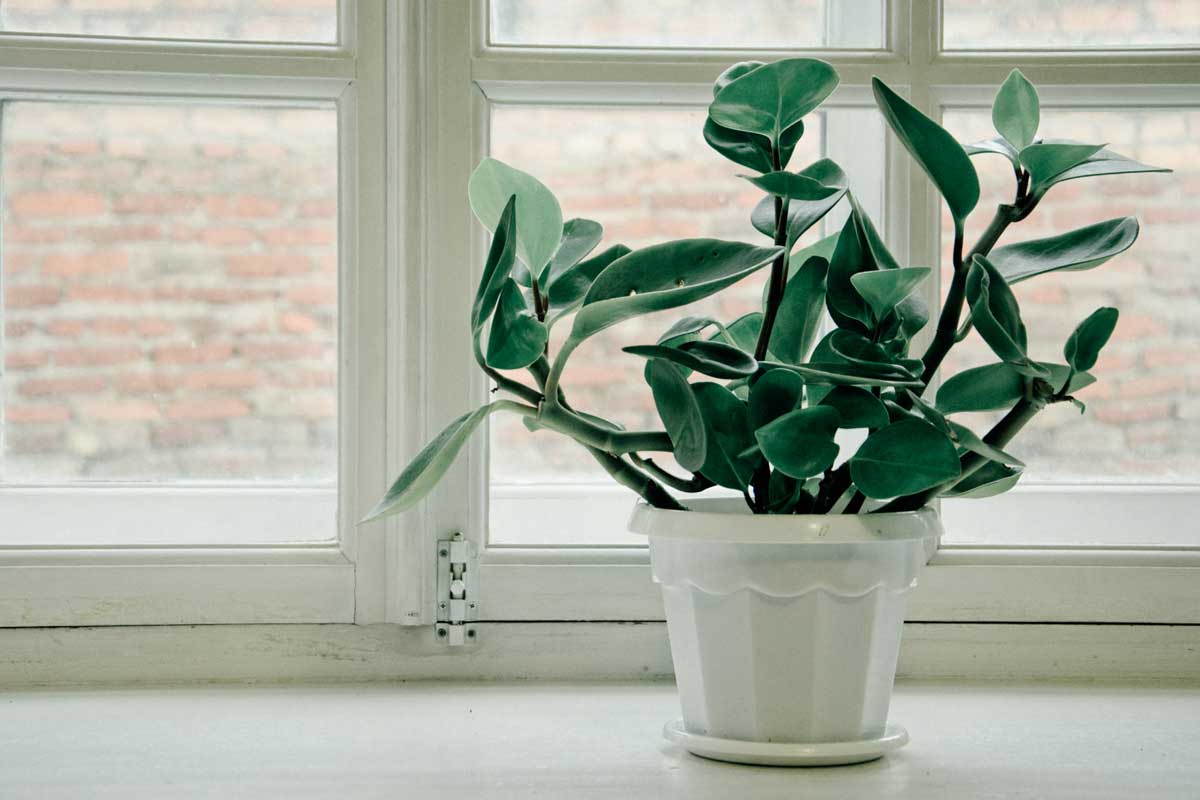 peperomia plant