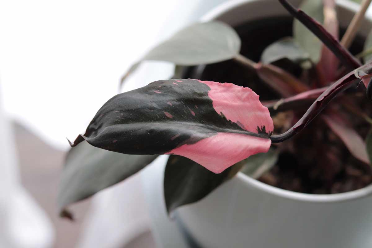 pink princess philodendron plant