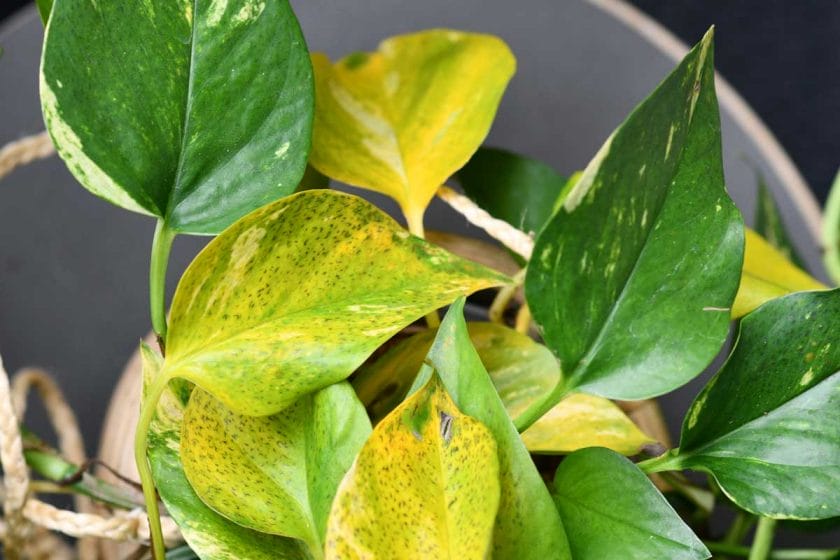 pothos leaves turning yellow and with leaf spot