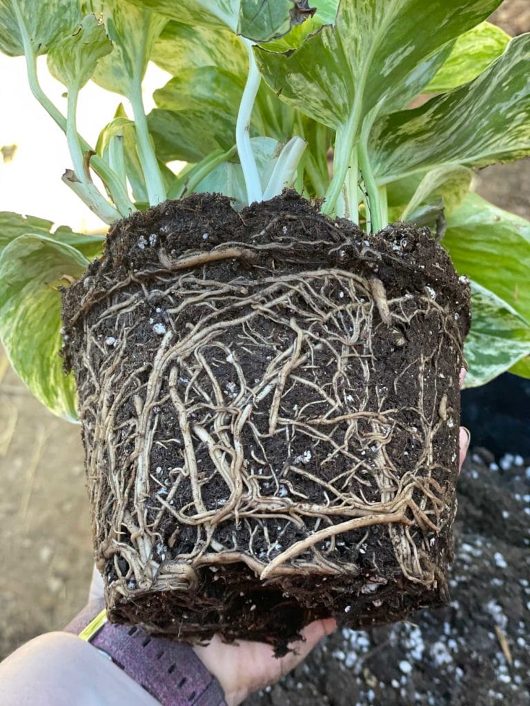 Pothos fertilizer deals