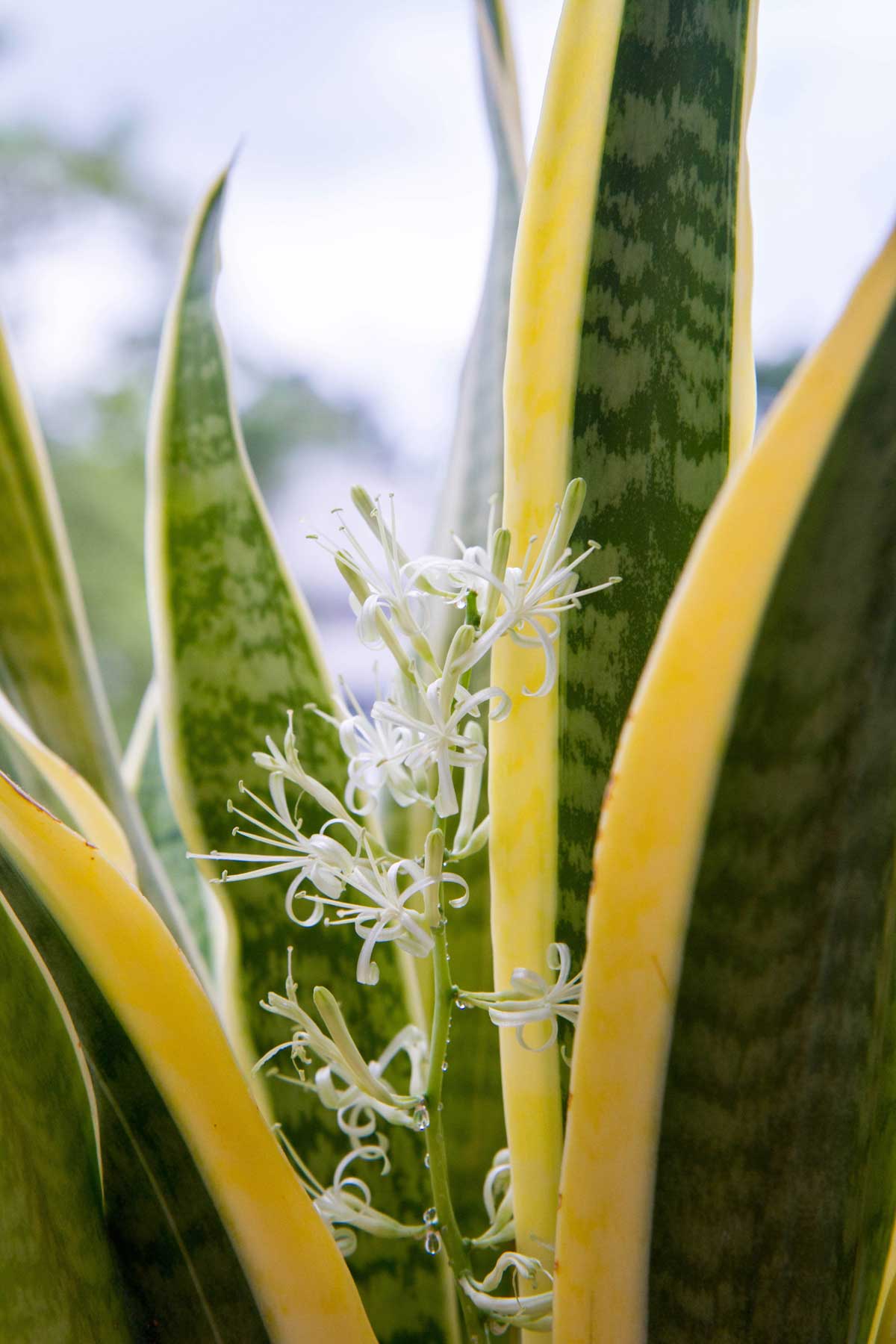 The Puzzling Snake Plant Flower: What Does it Mean? [Solved]