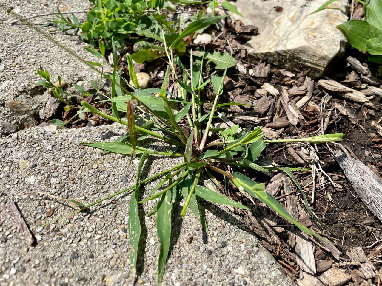 crabgrass growing next to sidewalk