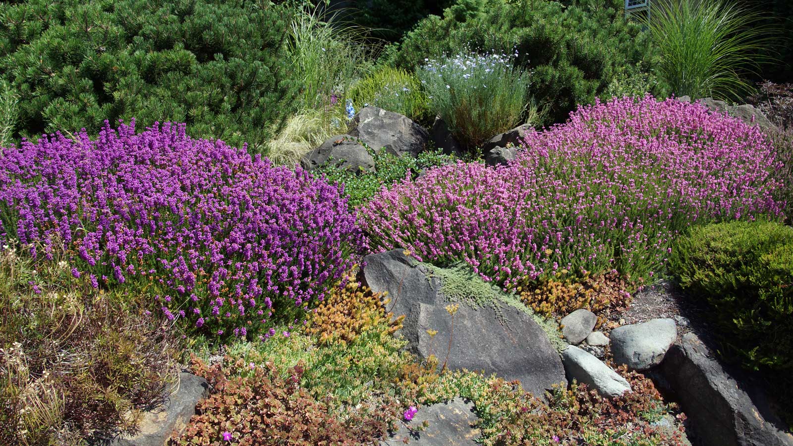 drought tolerant plants in rock garden