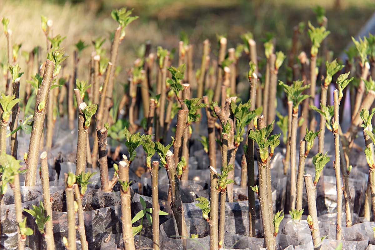 Mulberry hardwood discount cuttings