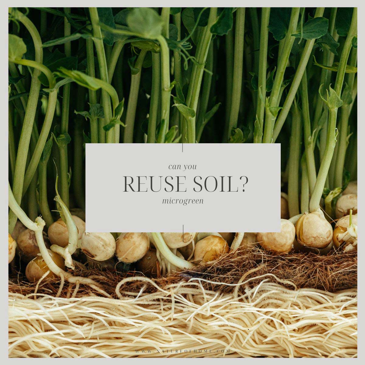 reuse microgreen soil