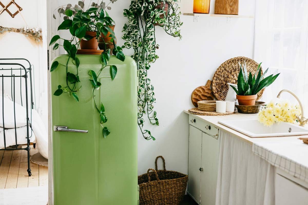 jade pothos plant on a refrigerator