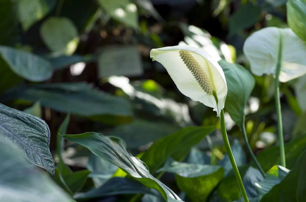 Anthurium Plant Problems, Diseases & Pests (All Solved)