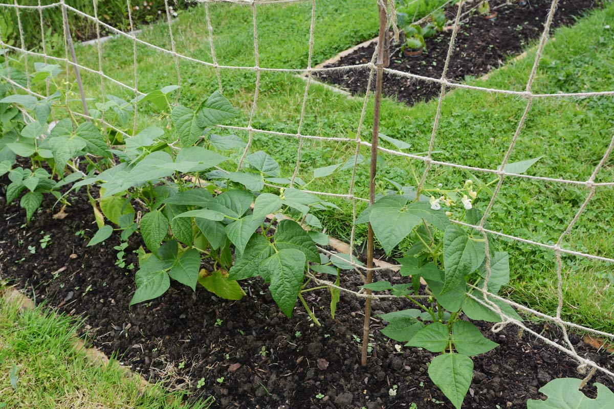 calypso bean plant growing in garden with companion plants