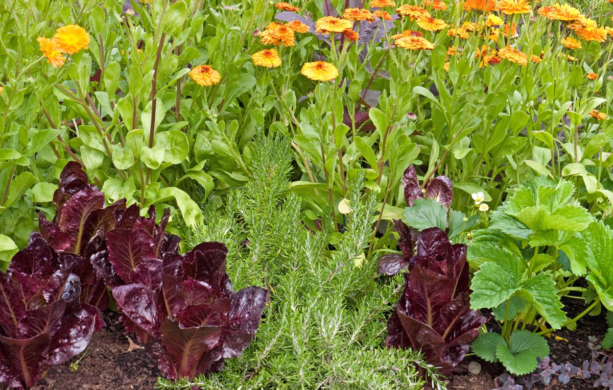 example of companion planting in a garden