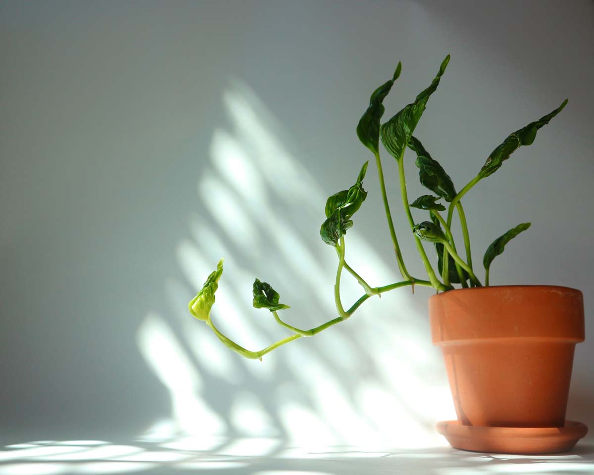 why is my pothos not growing