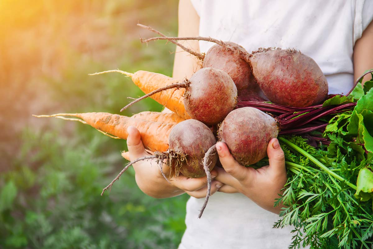 harvest of beets companion plants with carrots
