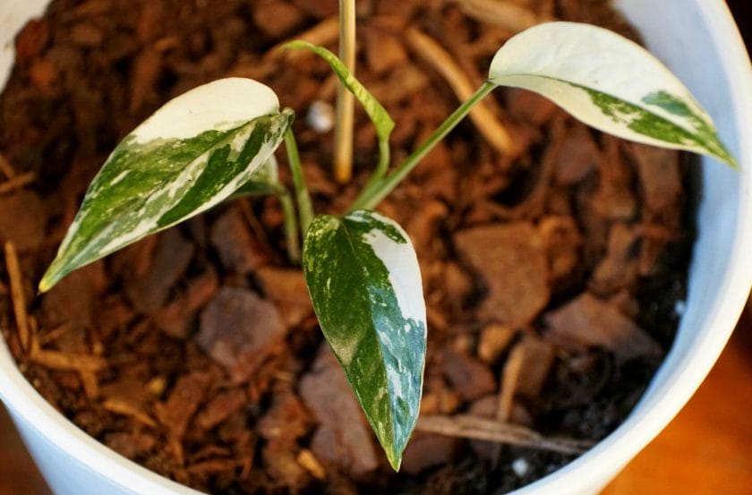 epipremnum pinnatum albo pothos plant in a white pot.