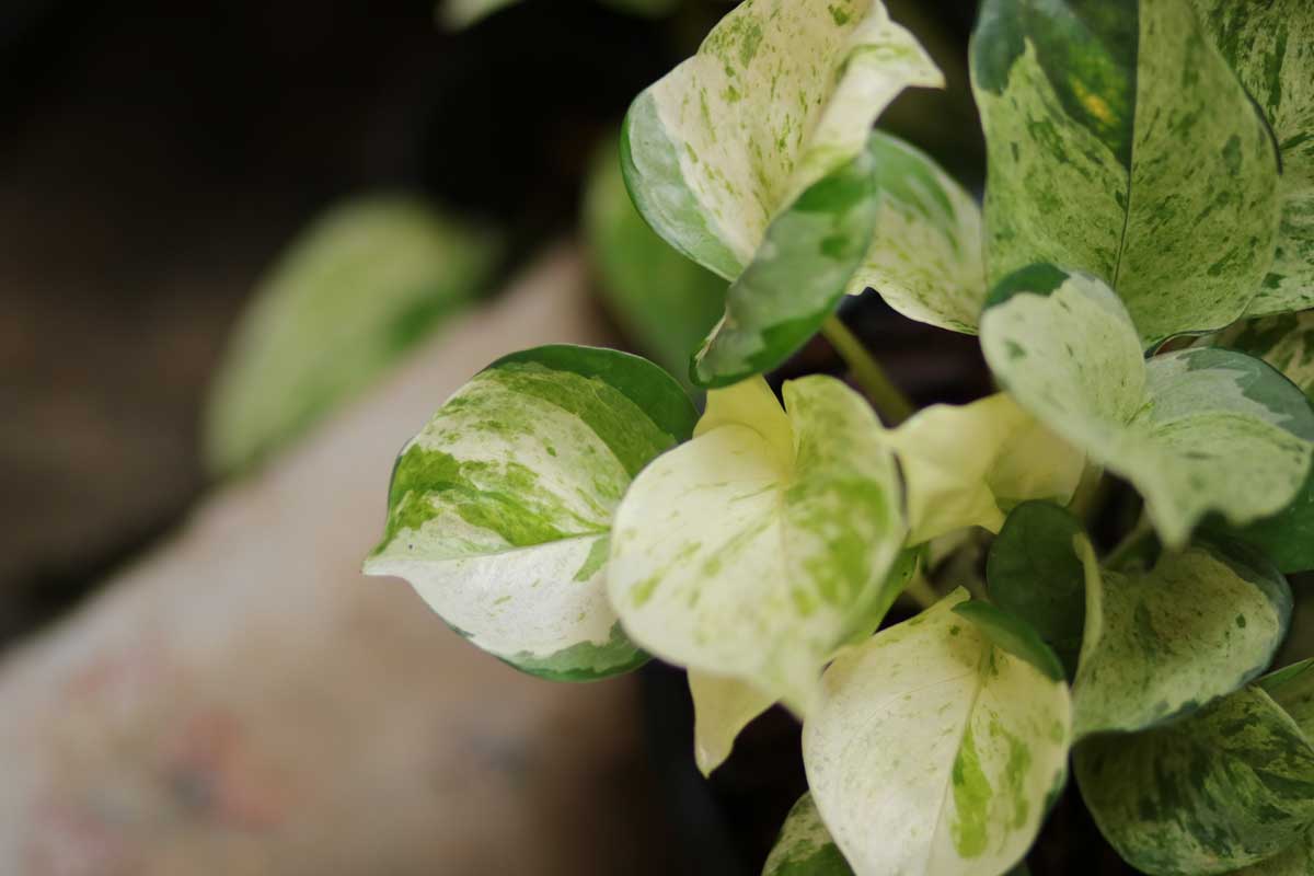 close view of Manjula pothos plant leaves.