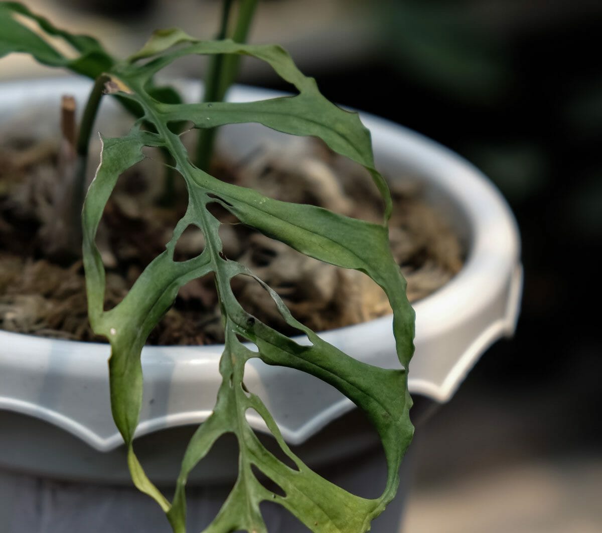 closeup of monstera obliqua plant
