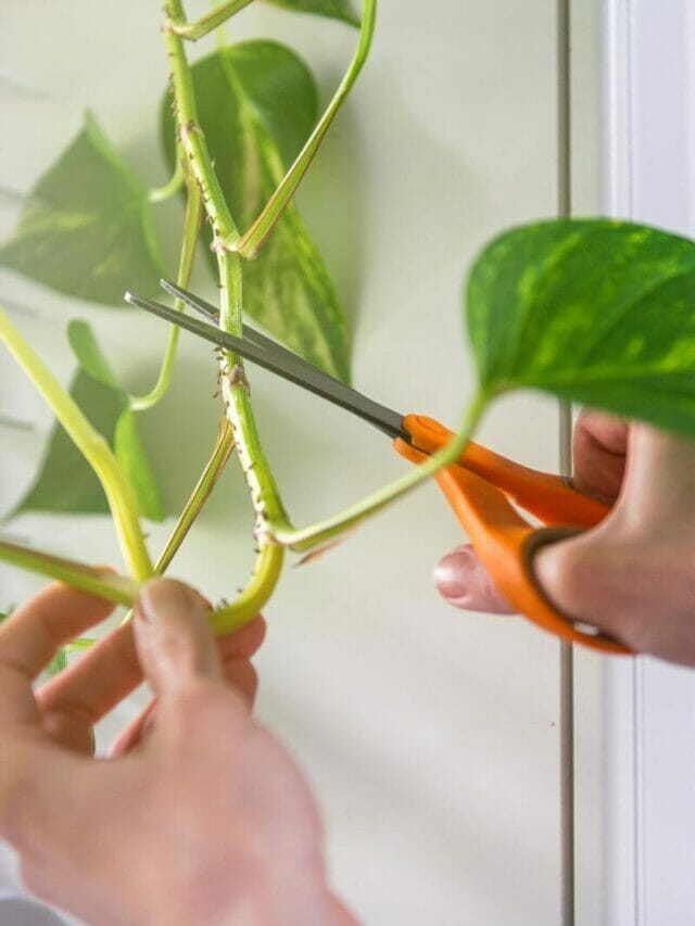 Pothos Pruning 101: Simple Guide to Trimming Pothos Plants