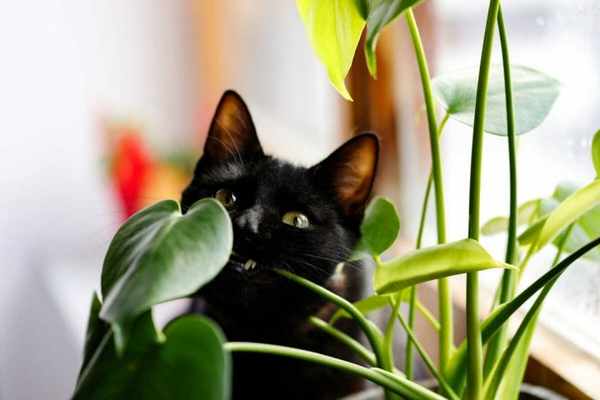 pothos houseplant and cat