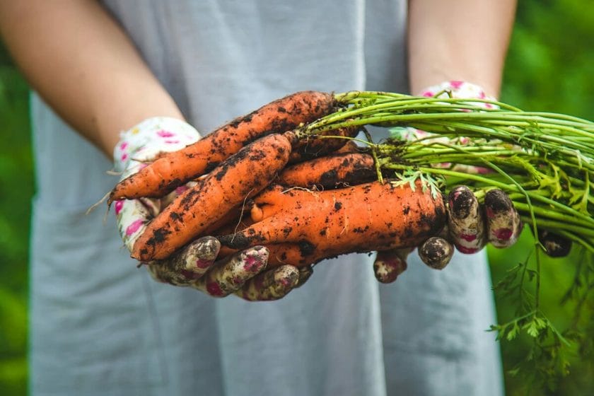 girl farmer holding carrots.