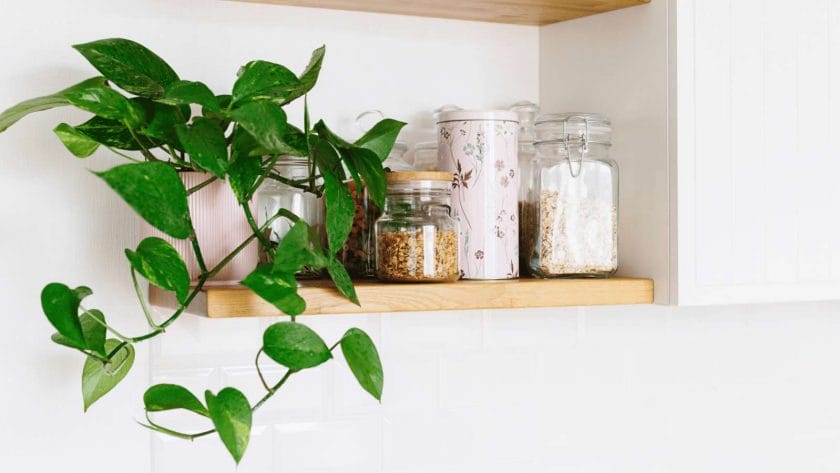 golden pothos plant on a shelf