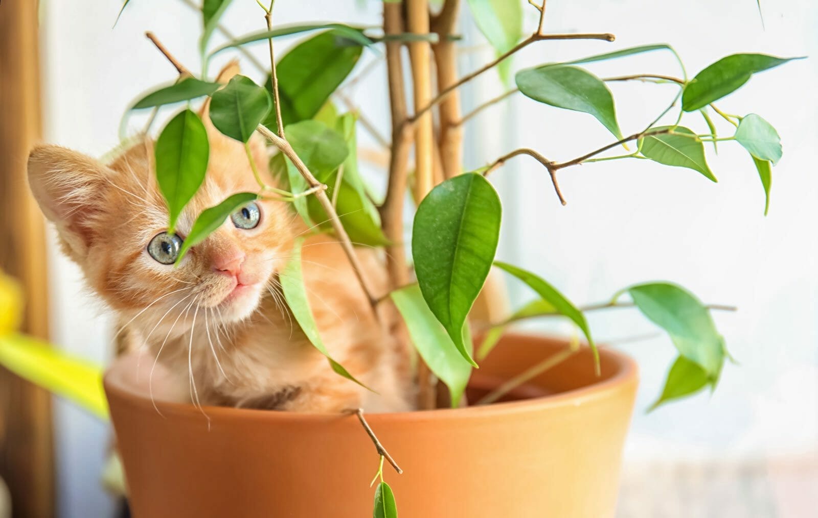 Ponytail palm clearance safe for cats