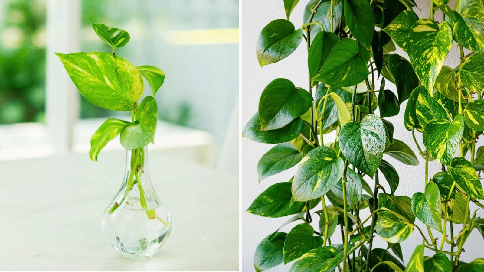 why is my pothos not growing