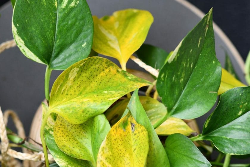 yellow pothos leaves
