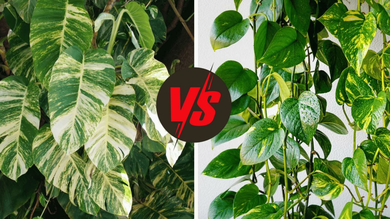 hawaiian vs golden pothos plant examples