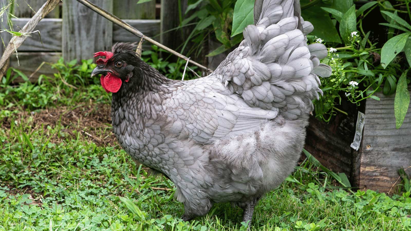 sapphire olive egger chicken breed