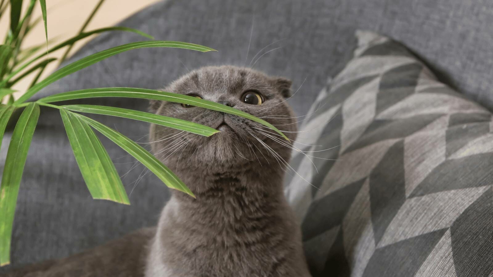 Is Cat Palm Safe for Cats Are Cat Palms Toxic Answered