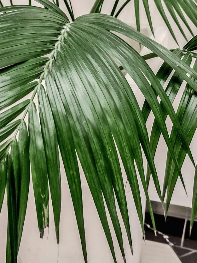 Overwatered Palm Tree? 7 Signs + How to Save Your Plant