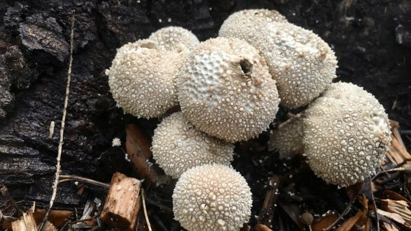 fungus mushrooms in soil