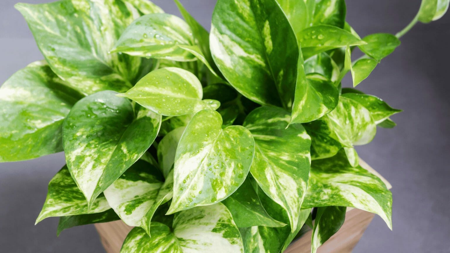 Golden Pothos Care 101: Keep Your Plant Happy & Healthy