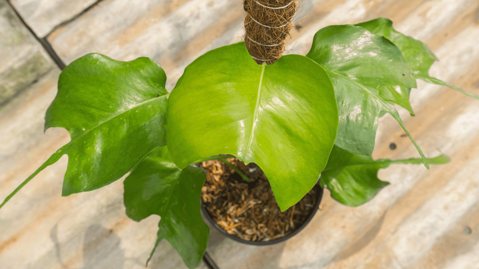 Skeleton Key Pothos Amazing Leaf Shape That S Truly Unique   Pothos Skeleton Key Ss1850059114 