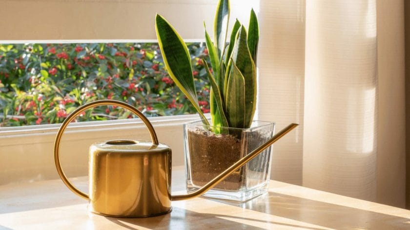 watering a snake plant