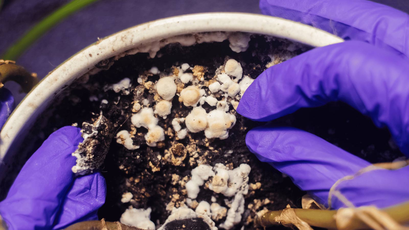 closeup of white fungus balls in soil