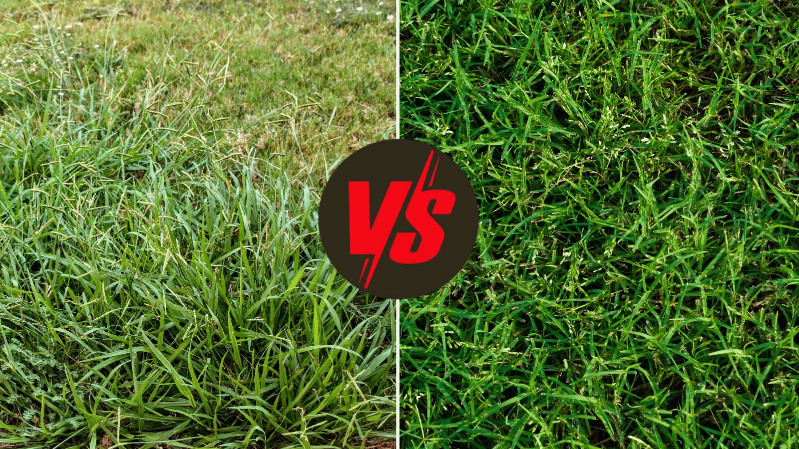 bermuda grass vs crabgrass