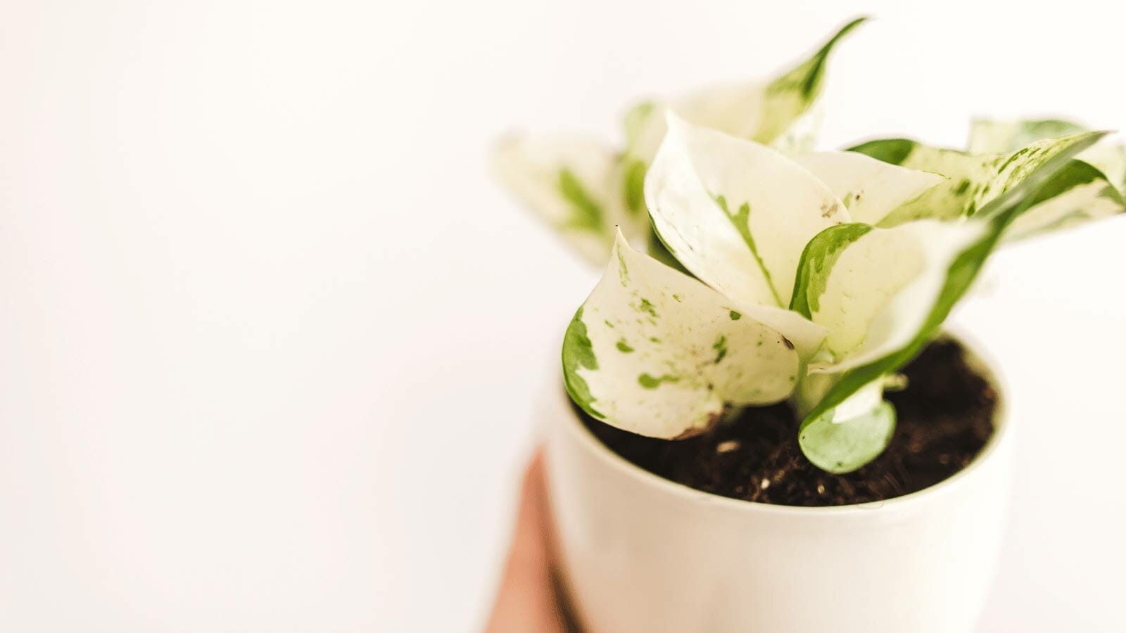 harlequin pothos plant in a white pot.