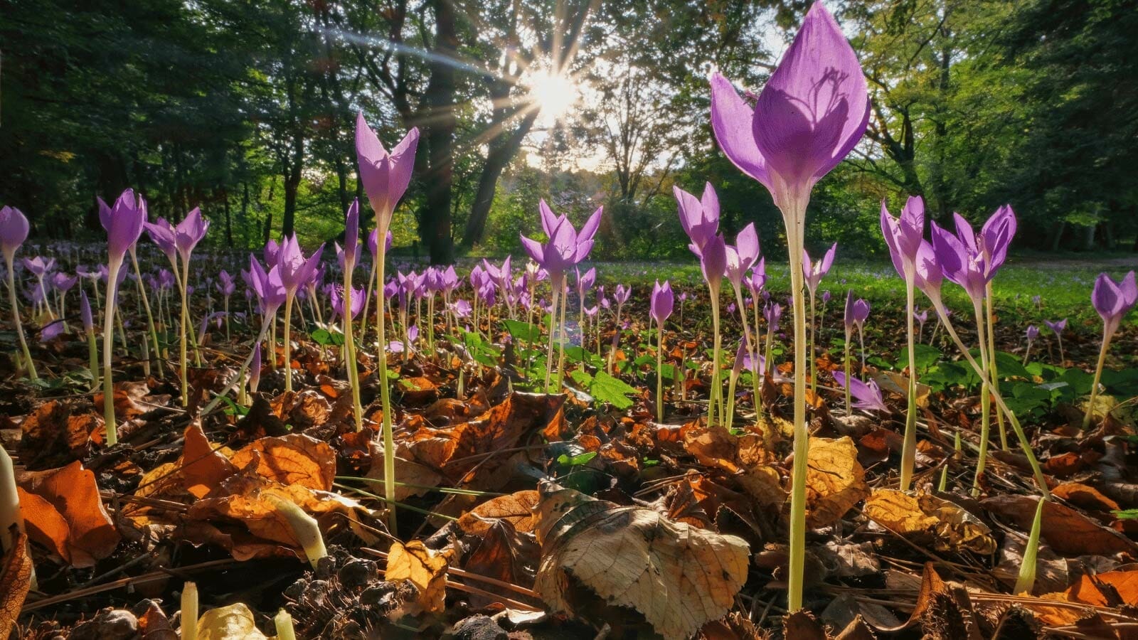 Naked Ladies Flowers: Lady Lilies That Will Leave You Speechless