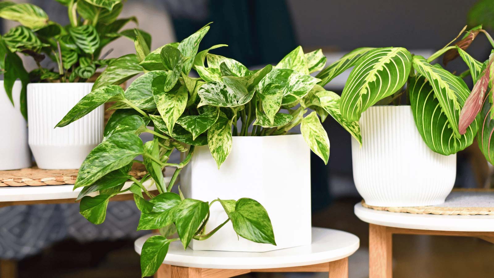 16 Pothos Companion Plants: Which Plants Go Together Best*