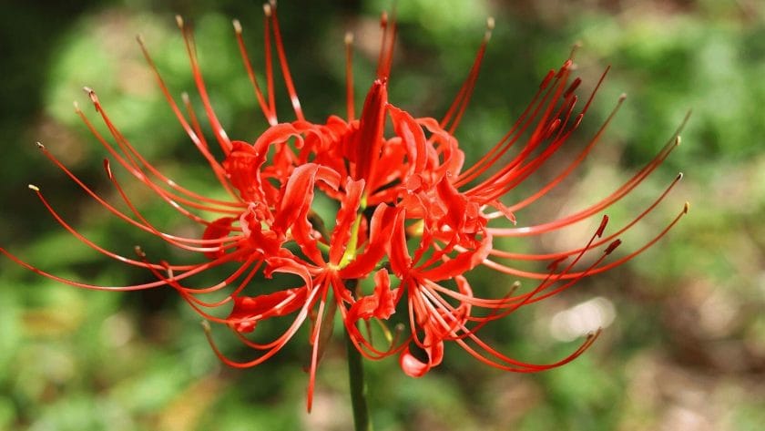 red spider lily plant