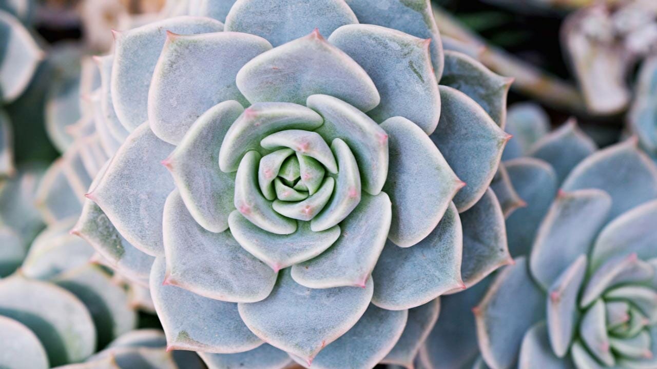 The Simple Trick to Brilliant Succulent Colors