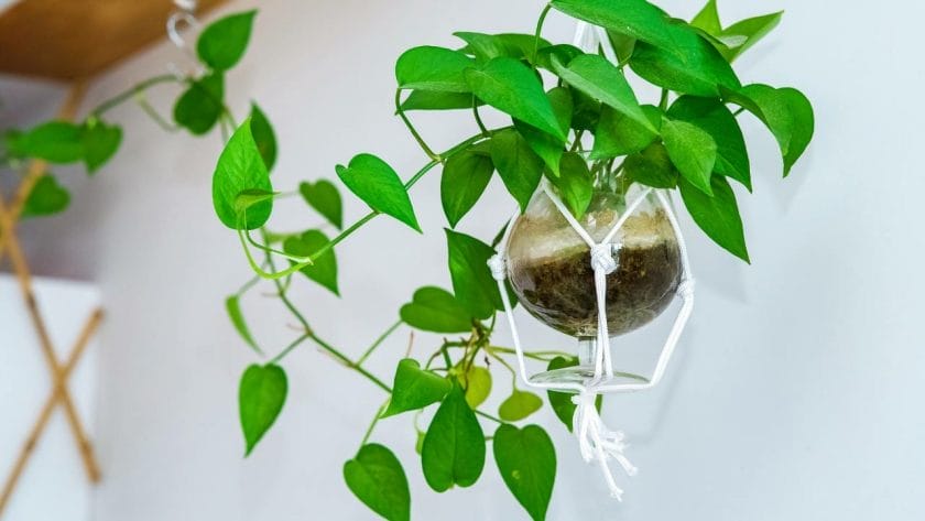 small pothos hanging plant